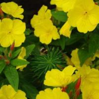 Pszczółka Maja sobie lata, zbiera nektar gdzieś na kwiatach..., Wojciech Soroka