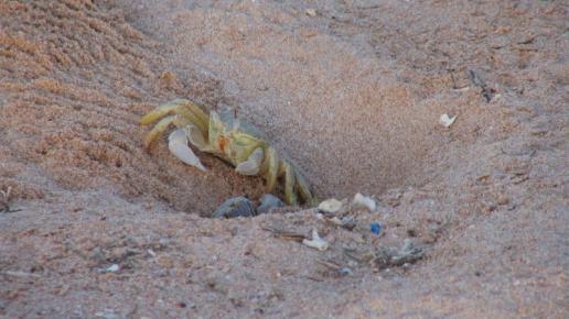Crabs, Jolanta Gaj
