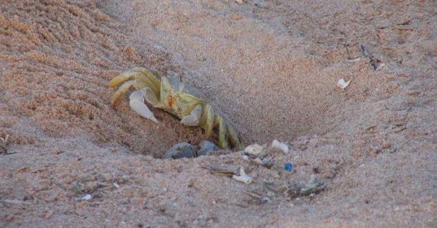 Crabs - zdjęcie