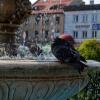 Słynny motyw gołębia na fontannie, Łukasz