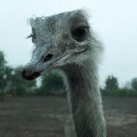 , Anita