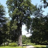 wielkie okazy drzew pamietajace mnichow, xxxxx