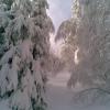 , Janusz K