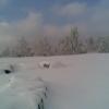 , Janusz K