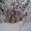 , Janusz K