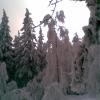 , Janusz K