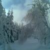 , Janusz K