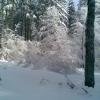 , Janusz K