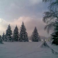 , Janusz K