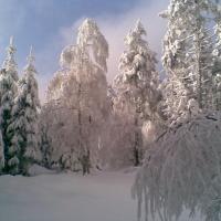 , Janusz K