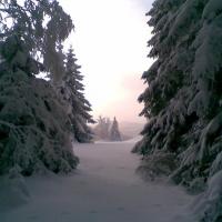 , Janusz K