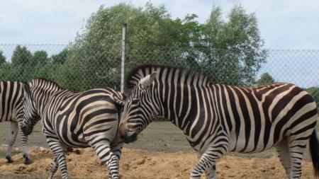 Zoo Safari w Świerkocinie - zdjęcie
