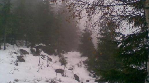 , Janusz K
