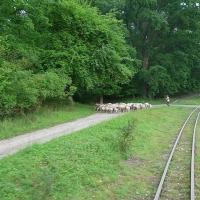Owieczki w Kociku - czasem można spotkać je po południu, Krzysztof Suliński