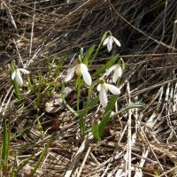 Przebiśniegi na polanie Beskid, darkheush