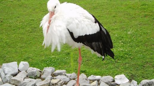 , Danusia