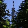 po godzinnym, niezbyt męczącym spacerku między drzewami ukazuje się wieża telewizyjna, Katarzyna K