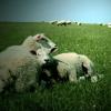 Schillig-spotkanie z owieczkami :), Katarzyna