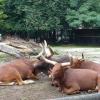 zoo we wrocławiu, Arkadiusz Musielak