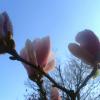 magnolia w parku Staszica, Magdalena