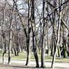 Park, Arkadiusz Musielak