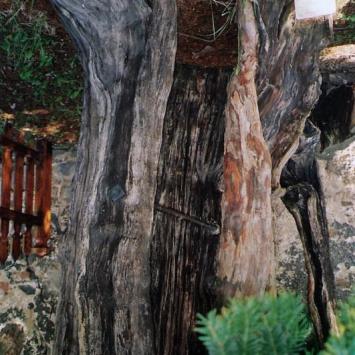 15.08.2009 - Henryków Lubański - pień najstarszego drzewa w Polsce, Anna Siemomysła
