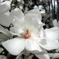 Kwiaty magnolii wzbudzają zachwyt, Danuta