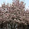 28.03.2011 - magnolia na Ealing South, Anna Siemomysła
