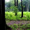 Las bukowy w okolicach Gór Bydlińskich, Karol