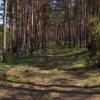 Bory tucholskie, JureK