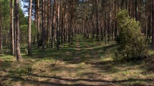 Park Narodowy Bory Tucholskie - zdjęcie