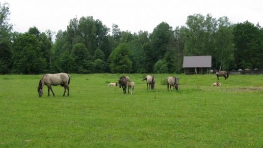 Białowieża tarpany, Jan Nowak