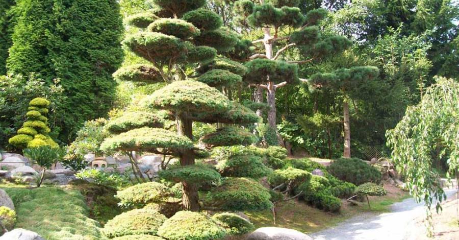 Jarków - ogród japoński - zdjęcie