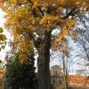 Dąb szypułkowy-najstarsze drzewo w parku.Wiek ok.450 lat,wys.32 m,obwód 720 cm., Jan Nowak