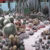 kaktusiki rosnące w Palmiarni, Roman Świątkowski