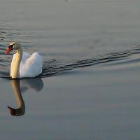 Jezioro Porajskie, Magdalena