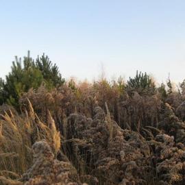 późno- jesienna roślinność, Danuta