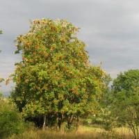 , Danuta