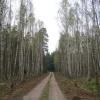 jedna z wielu leśnych dróg, Danuta