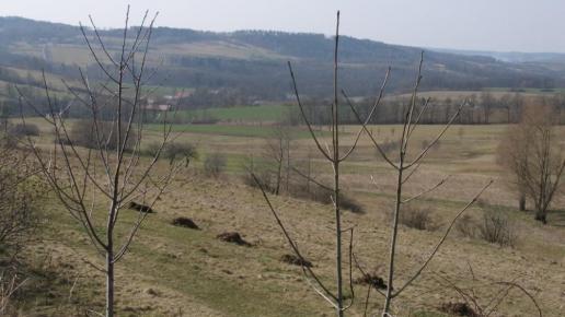 , Krzysztof