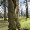 urokliwe stare drzewo w parku, Gabriela Jaworowska