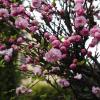 a to nie magnolie, ale śliczne, Gabriela Jaworowska