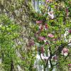 Szlakiem Kwitnącej Magnolii, Danuta