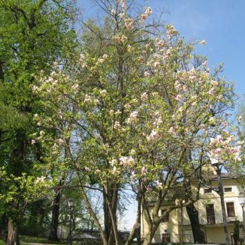 Szlakiem Kwitnącej Magnolii, Danuta