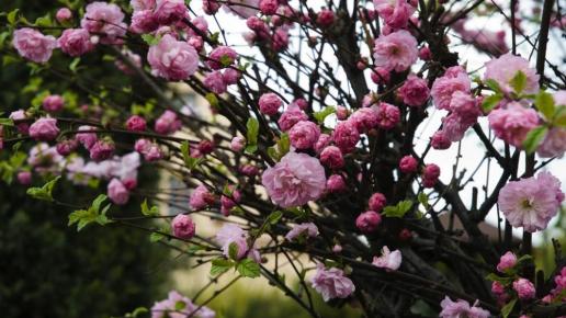 a to nie magnolie, ale śliczne, Gabriela Jaworowska