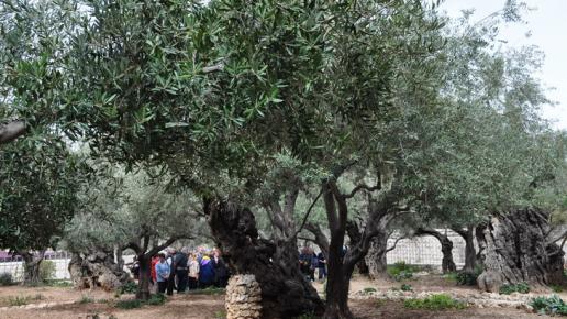Pozostałości po ogrodach Getsemani ., Edyta G.