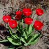 tulipany, toja1358