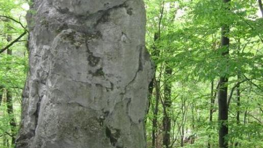 , Danuta