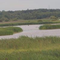 Zarośla, Tadeusz Walkowicz