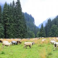 Owieczki w Dolinie Kościeliskiej